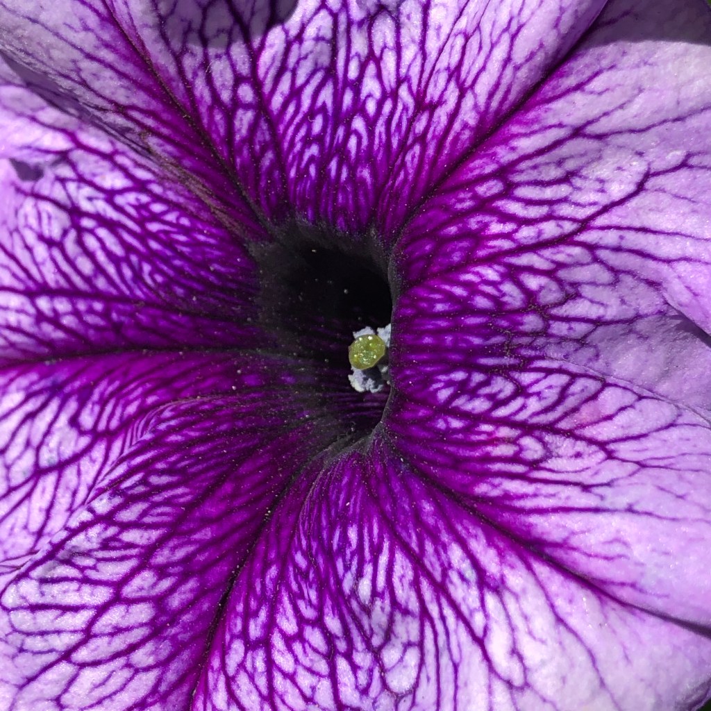 Petunia