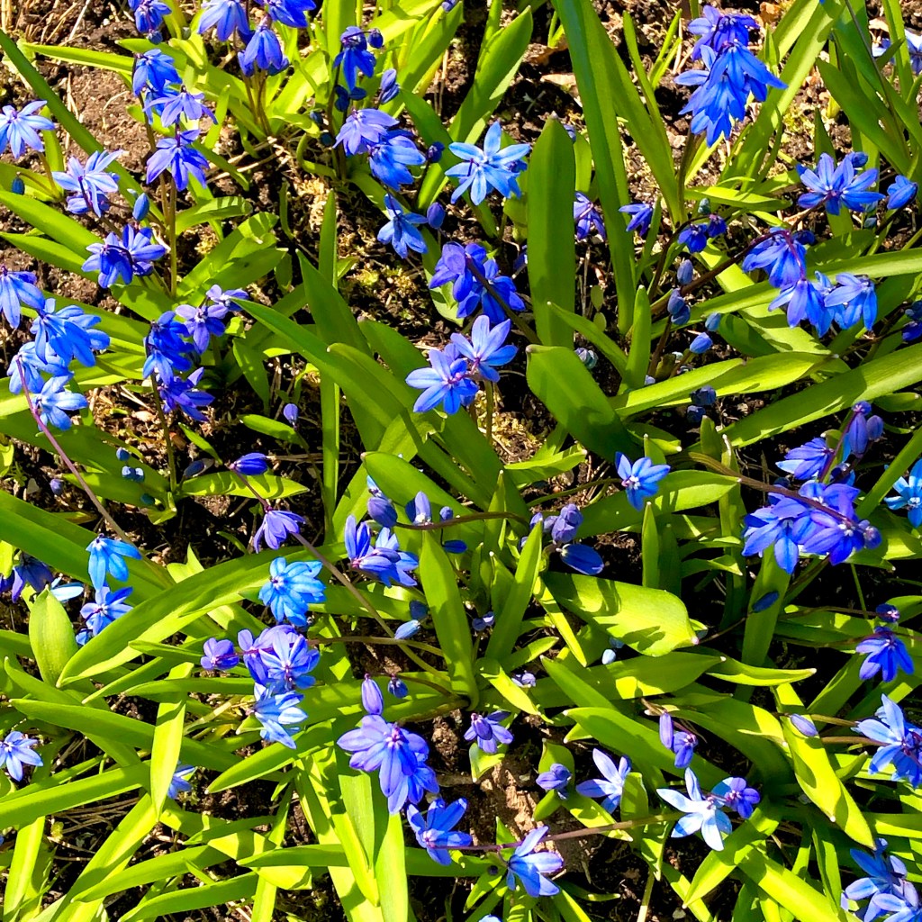 Siberian Squill