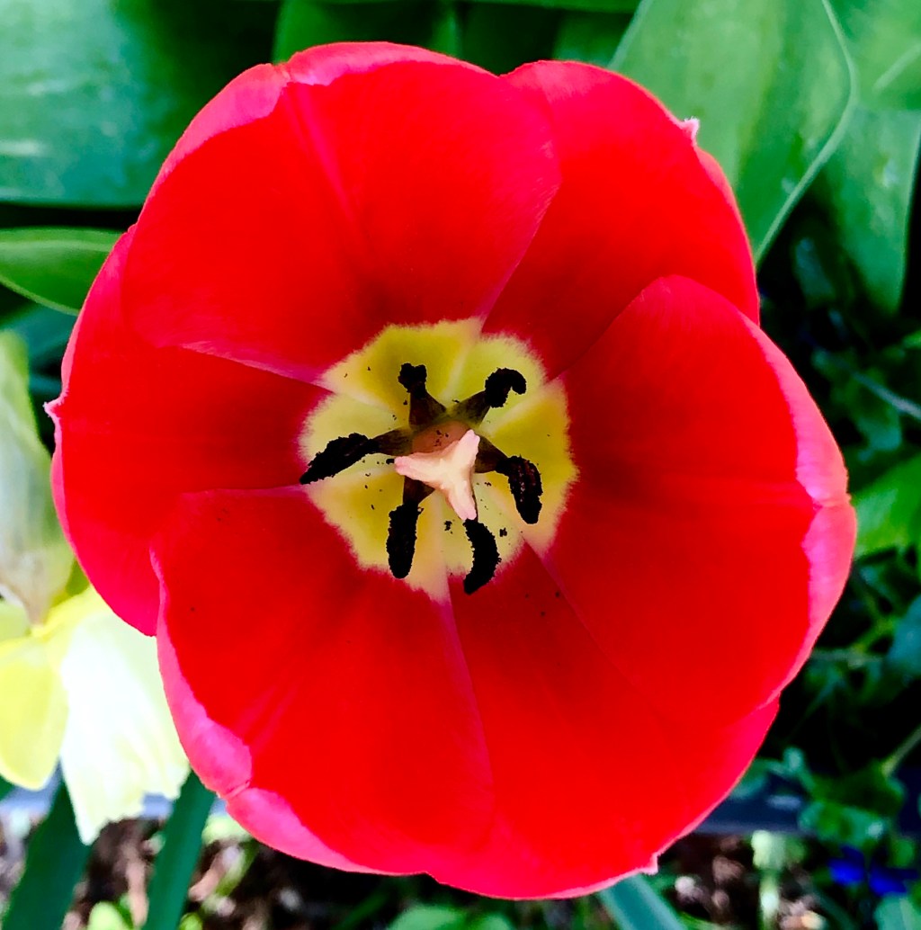 Darwin Red