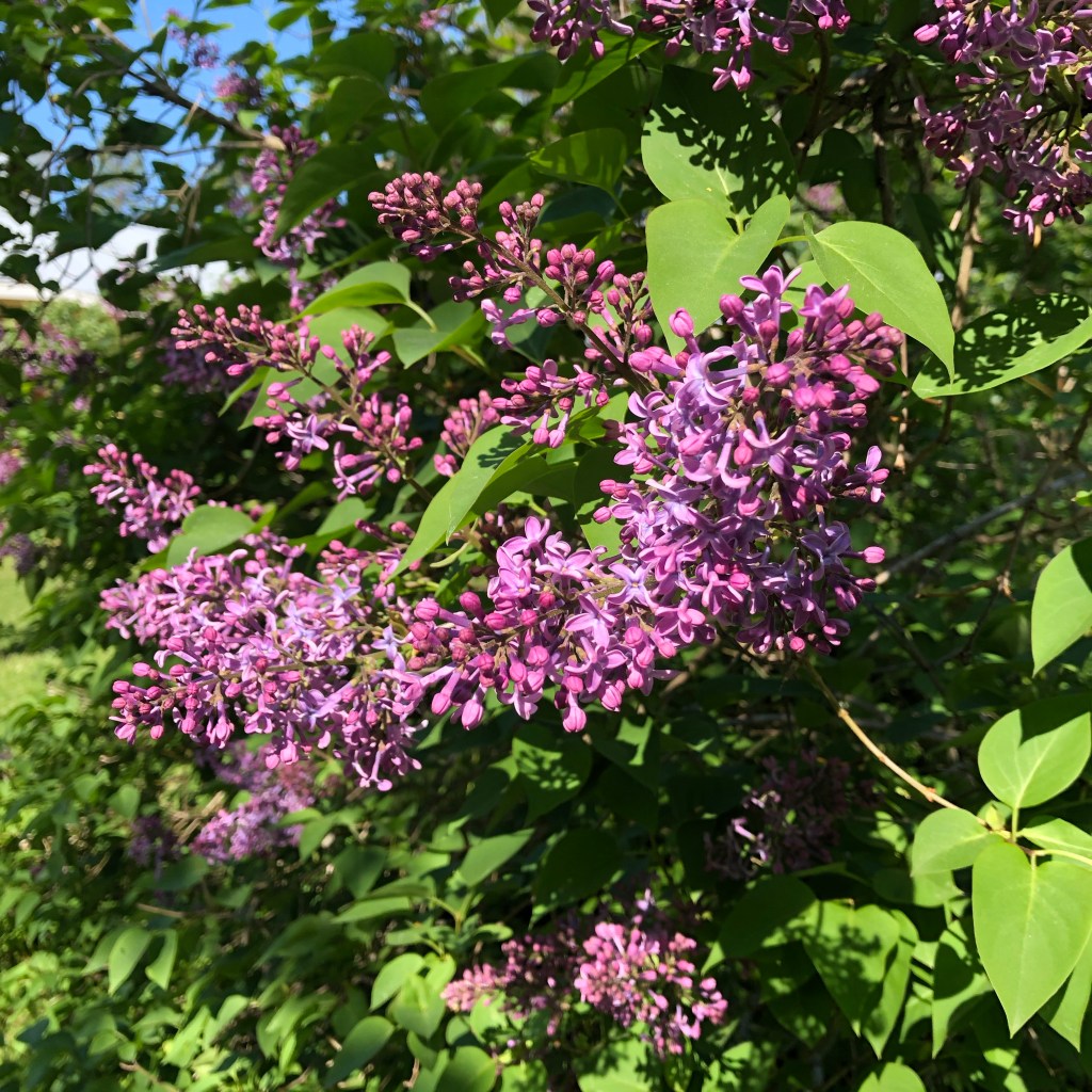 Common Lilac