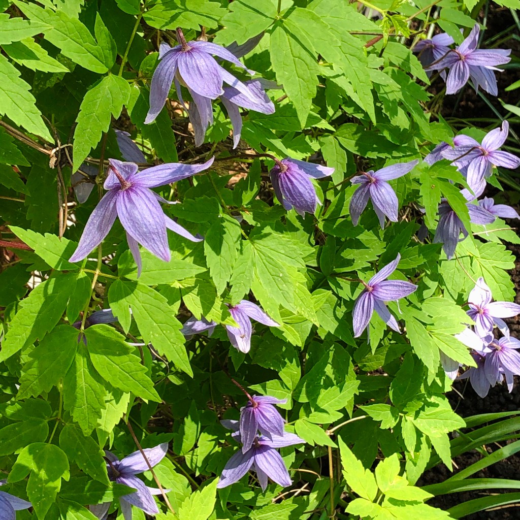 Alpine Clematis