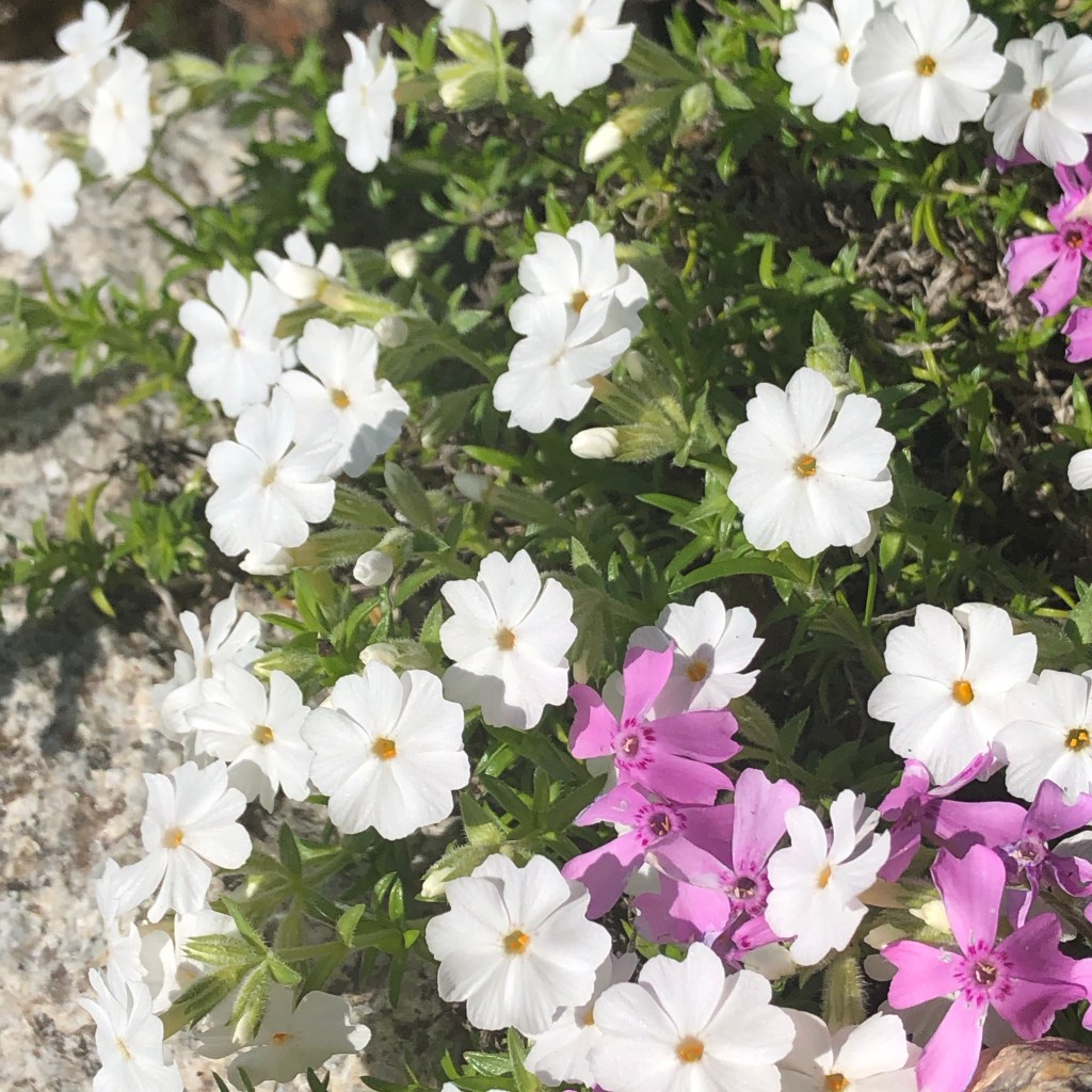 Moss Phlox