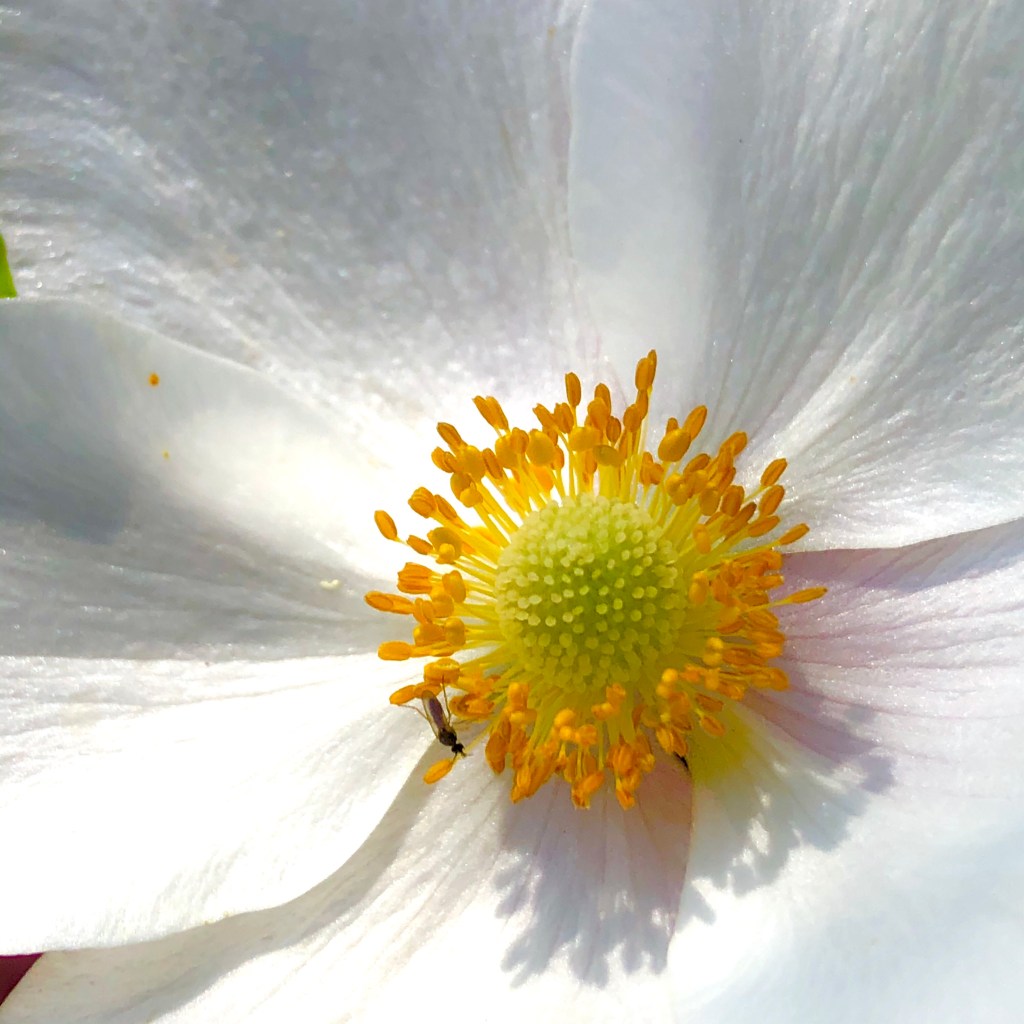 Snowdrop Windflower