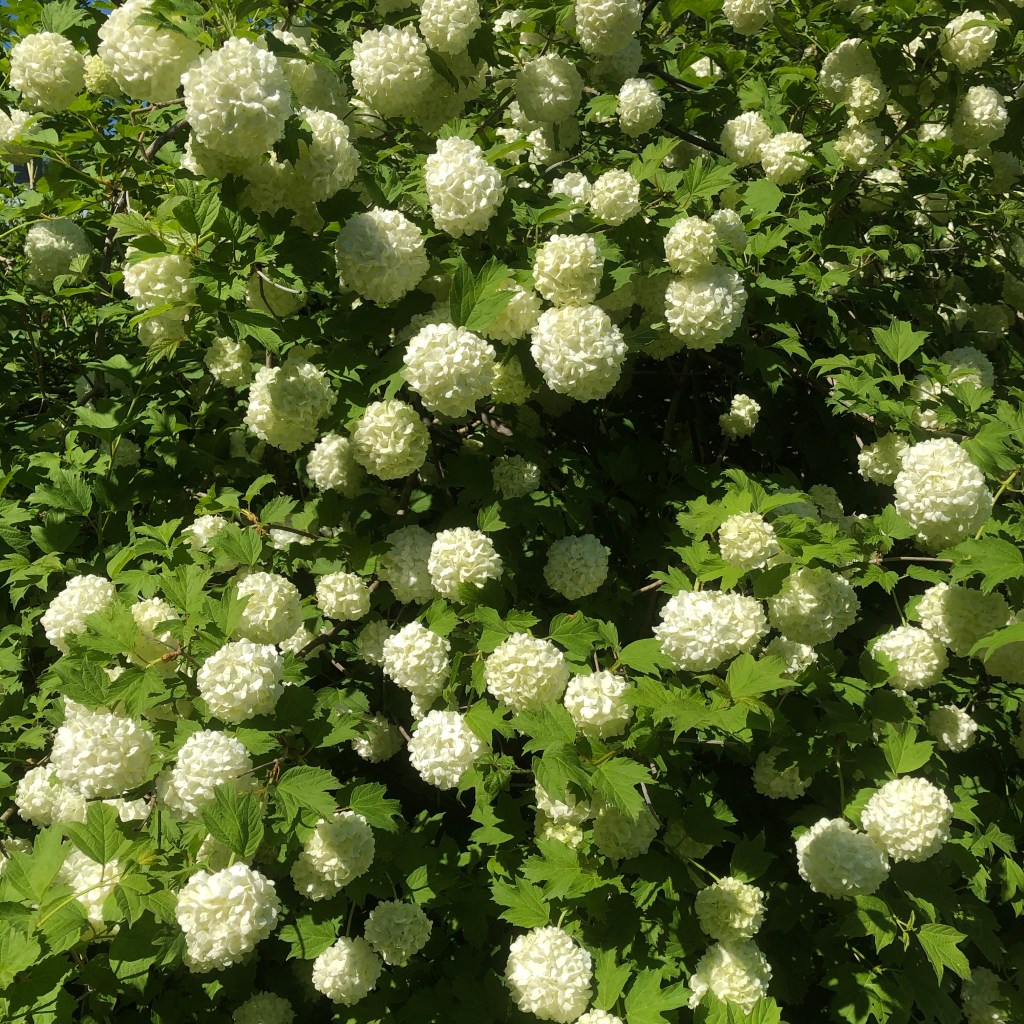 Snowball
