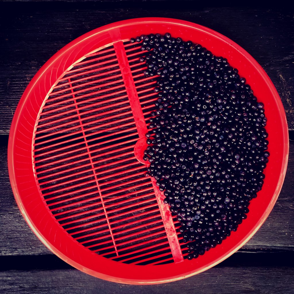 Bilberry