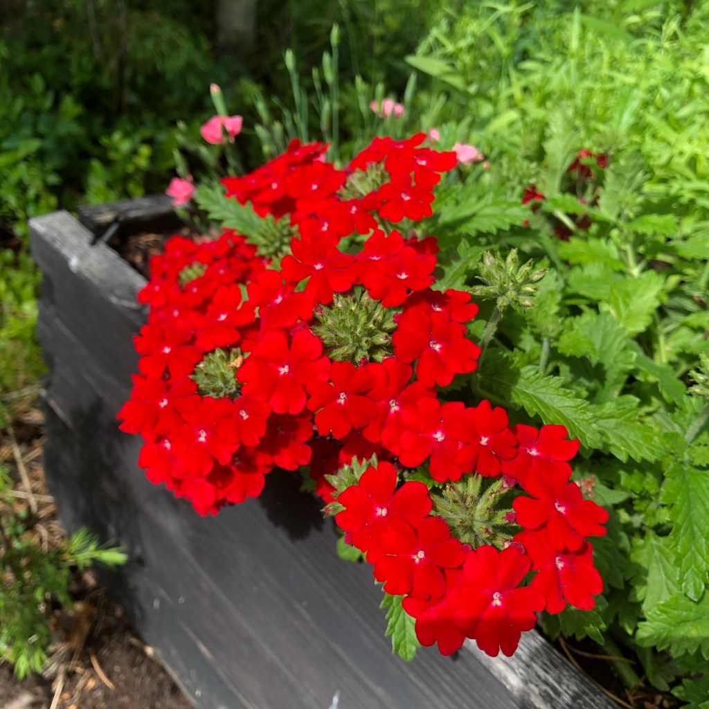 Verbena