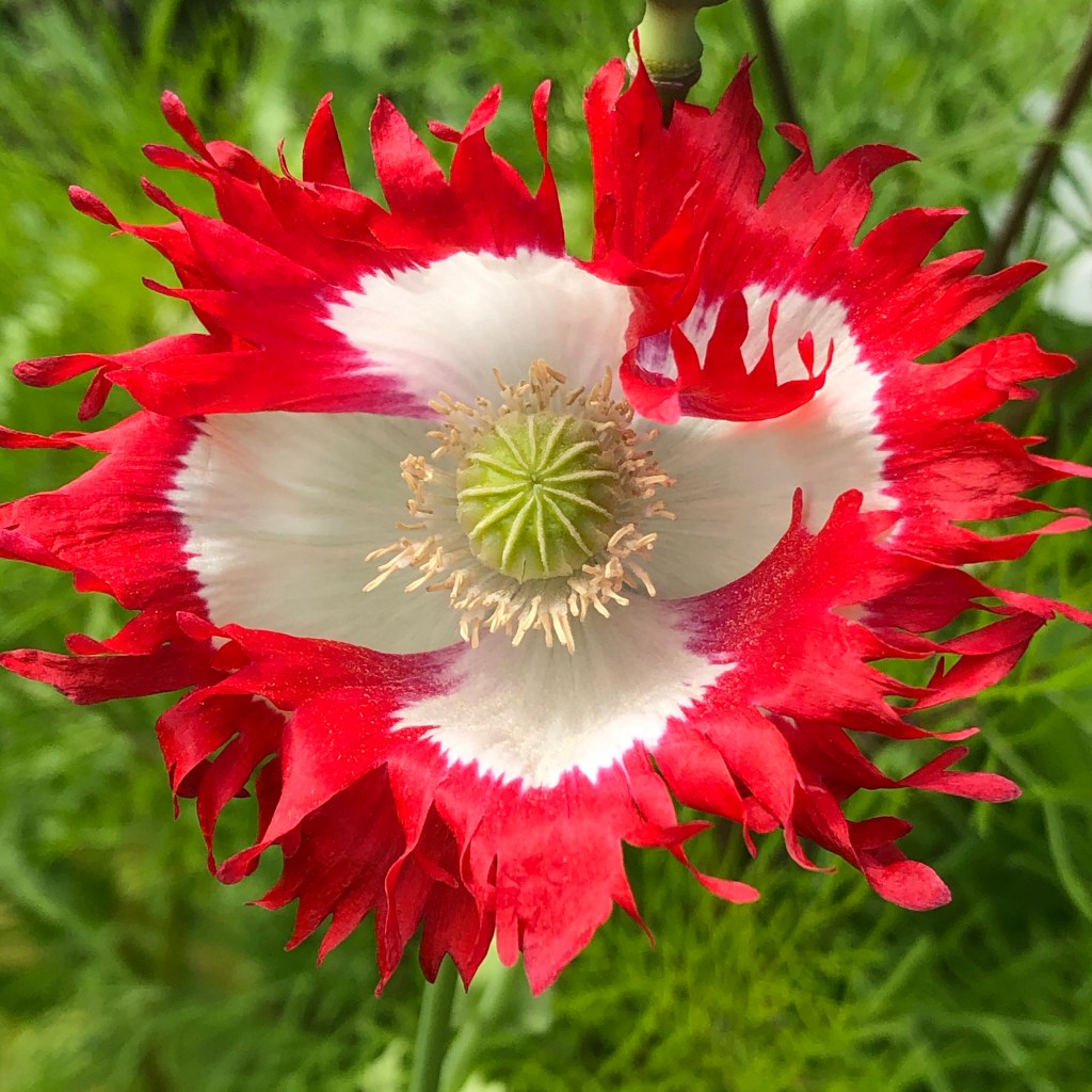 Danish Flag