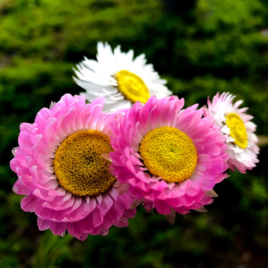 Paper Daisy