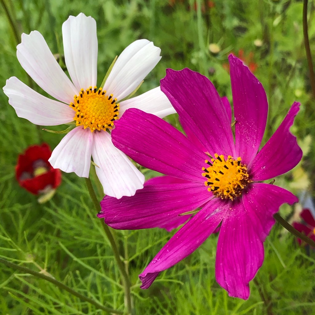 Cosmos