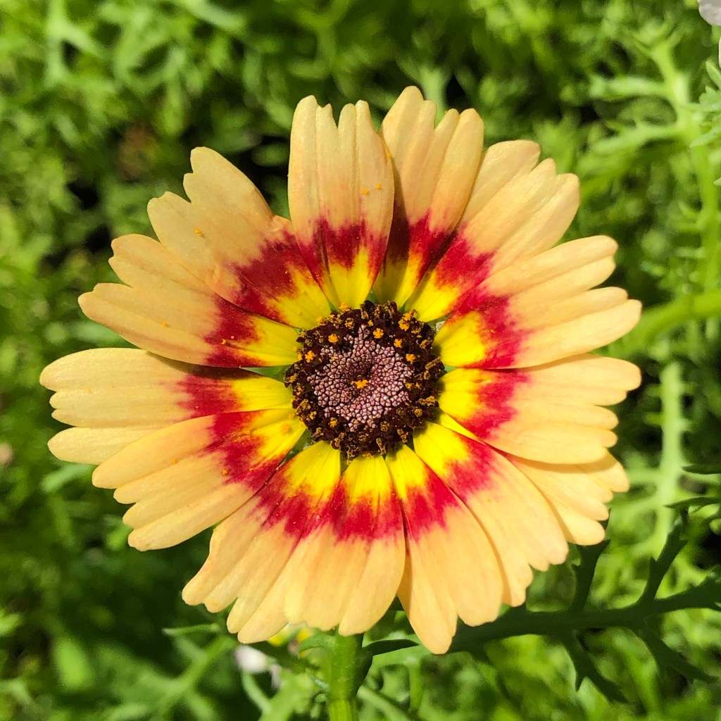 Painted Daisy