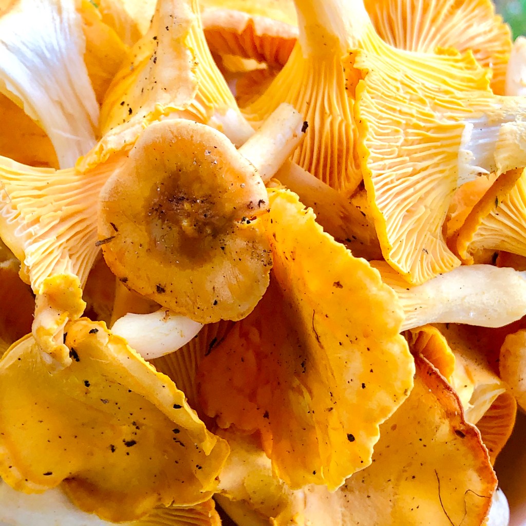 Chanterelle