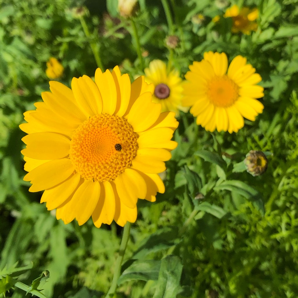 Corn Marigold