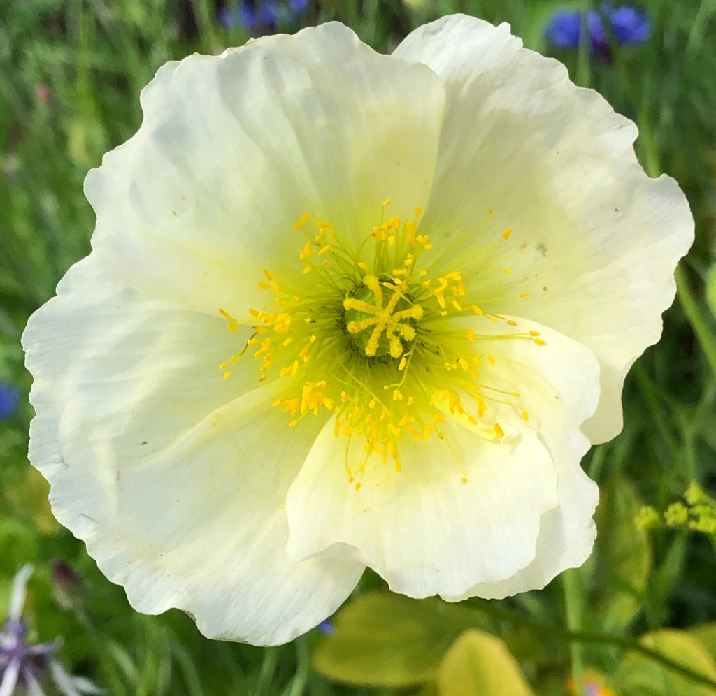Siberian Poppy