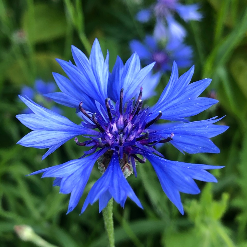Cornflower