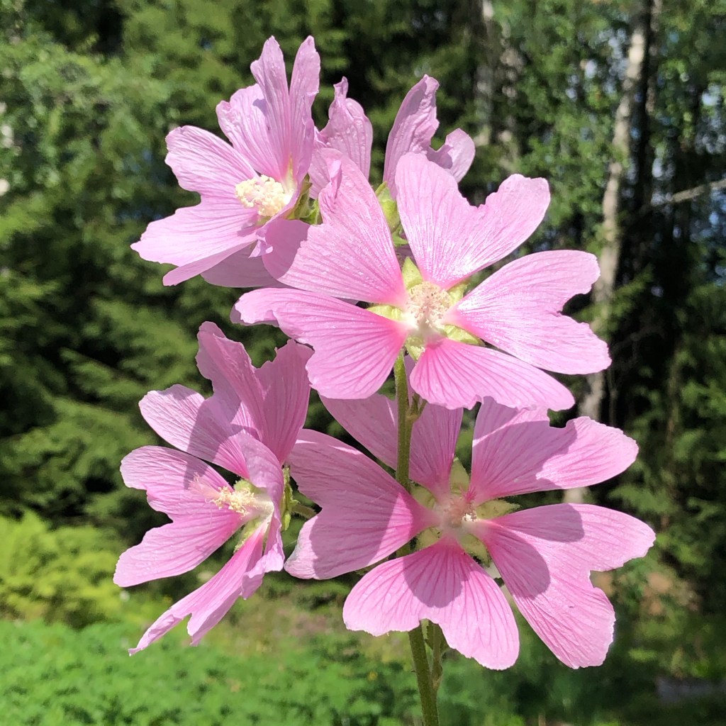 Garden Tree-mallow