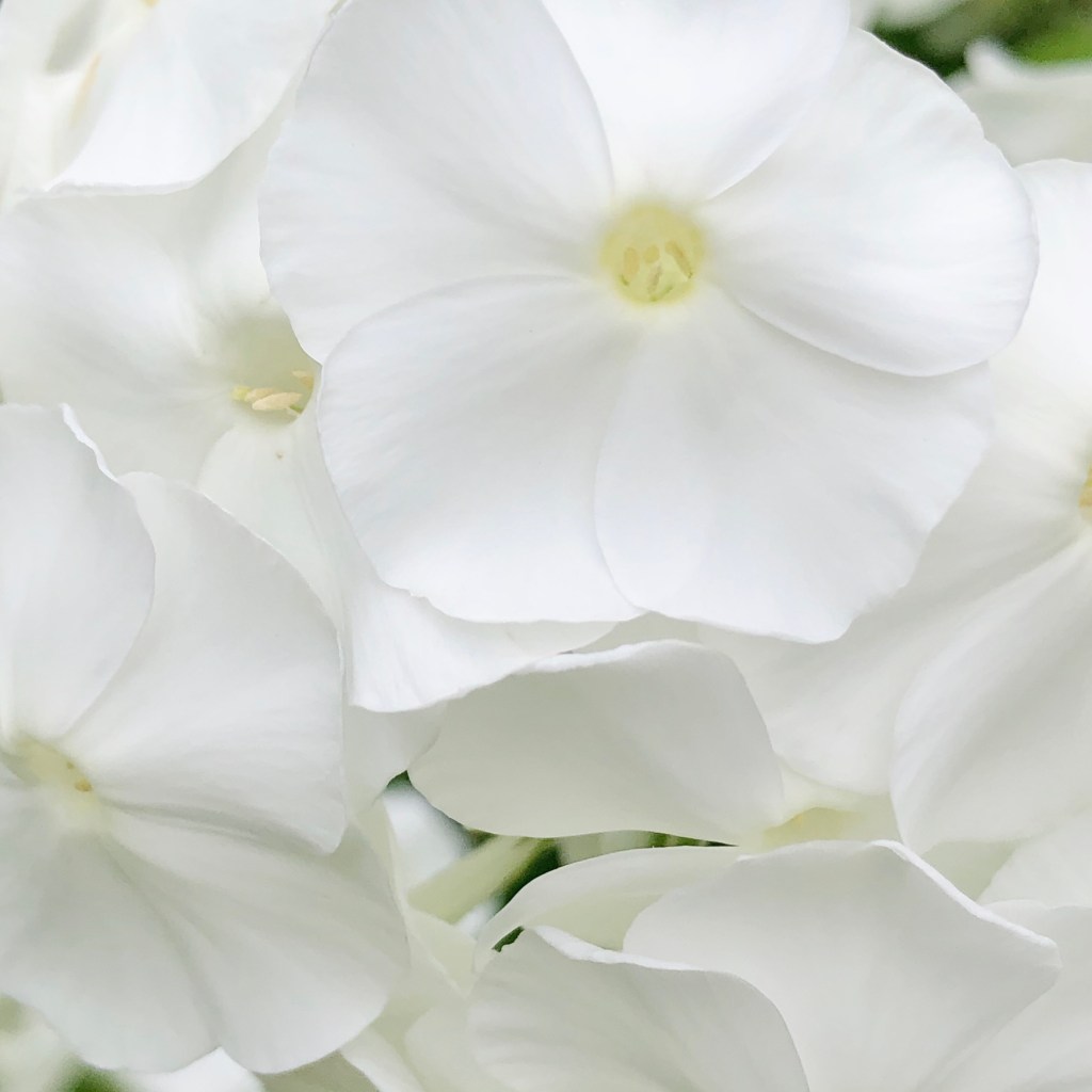 Fall Phlox