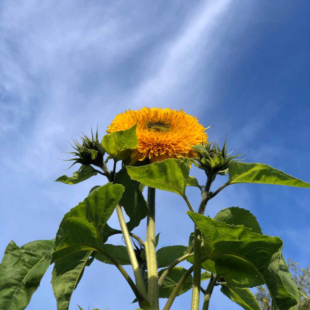 Giant Sungold