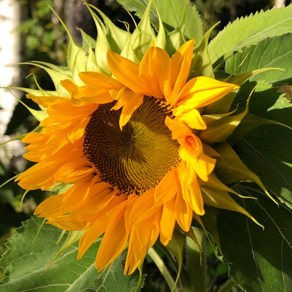 Sunspot