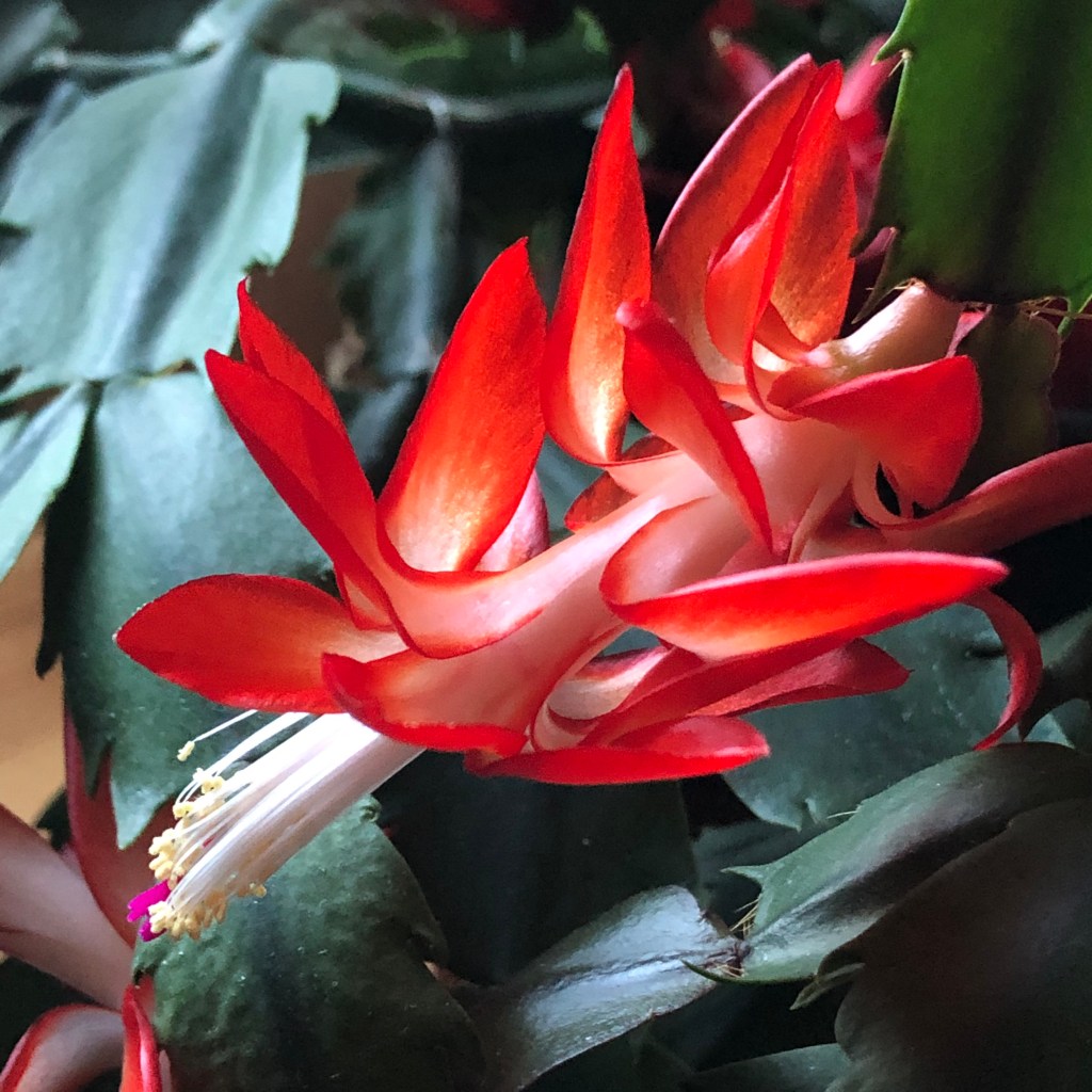 Christmas Cactus