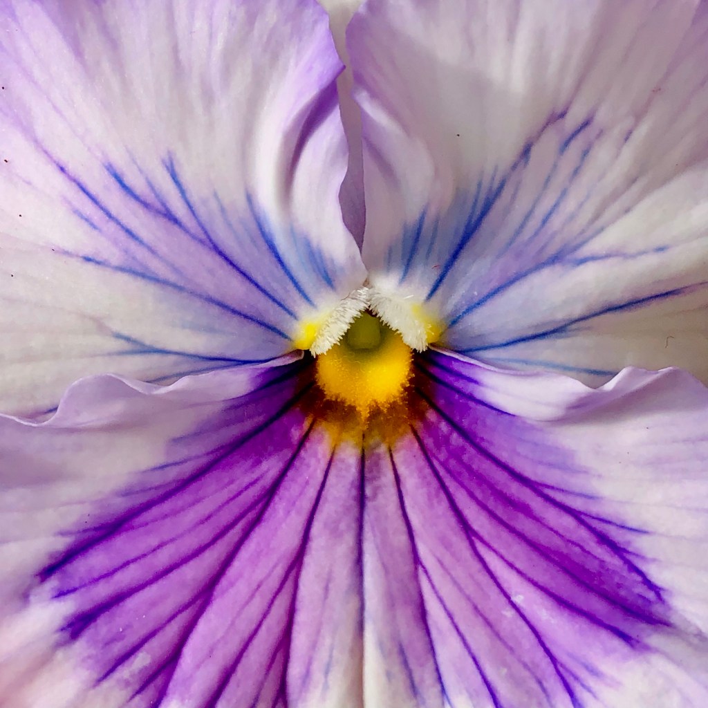 Pansy