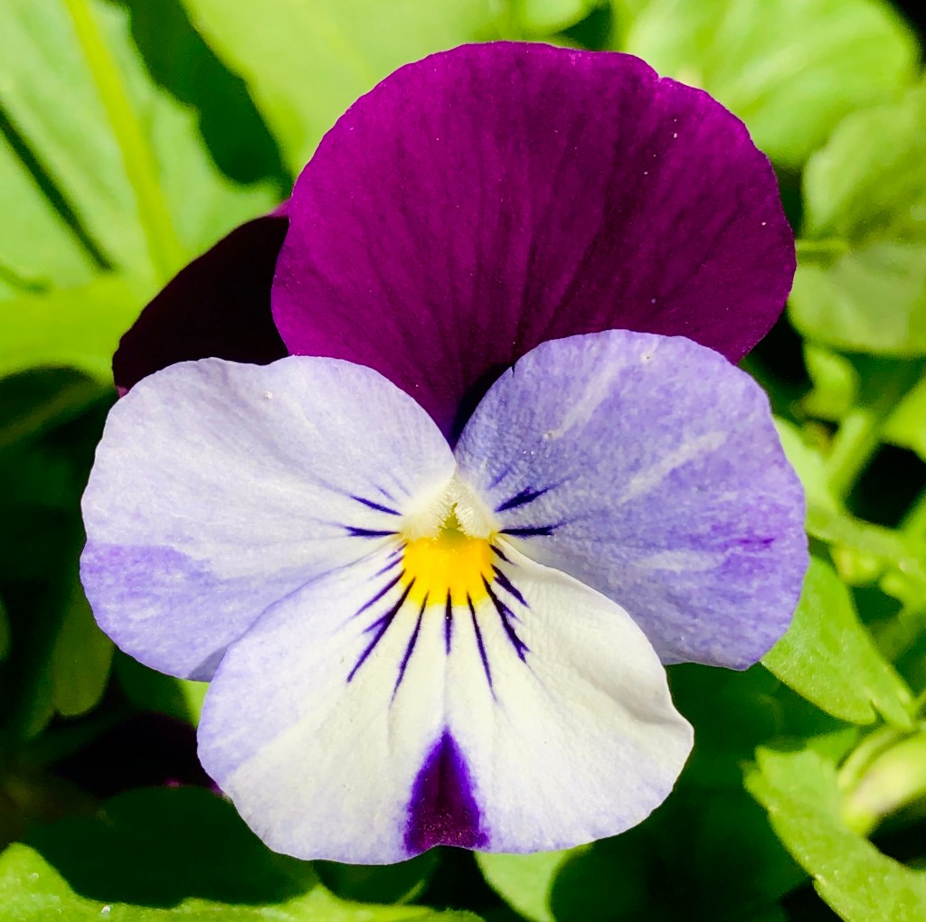 Violet