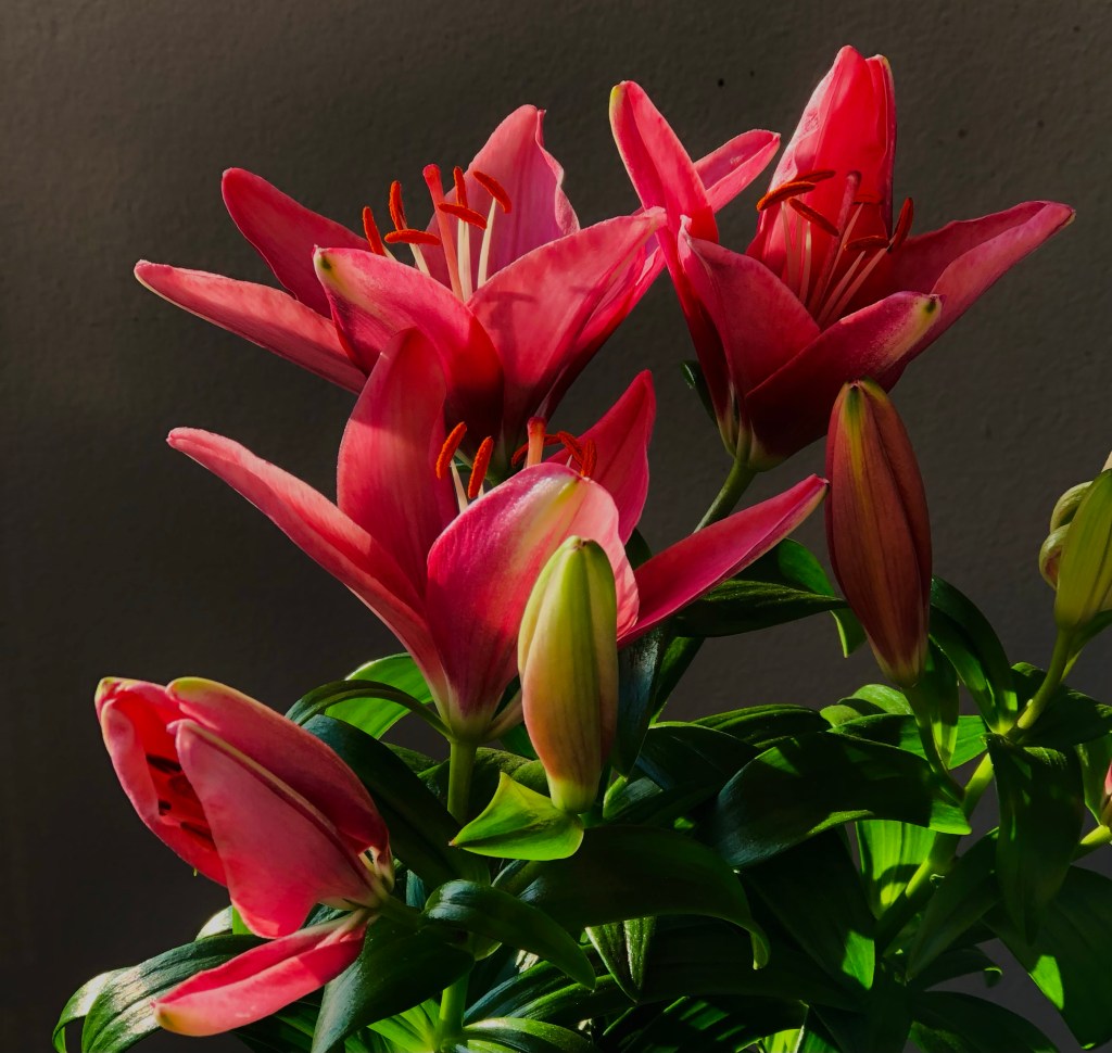 Lily