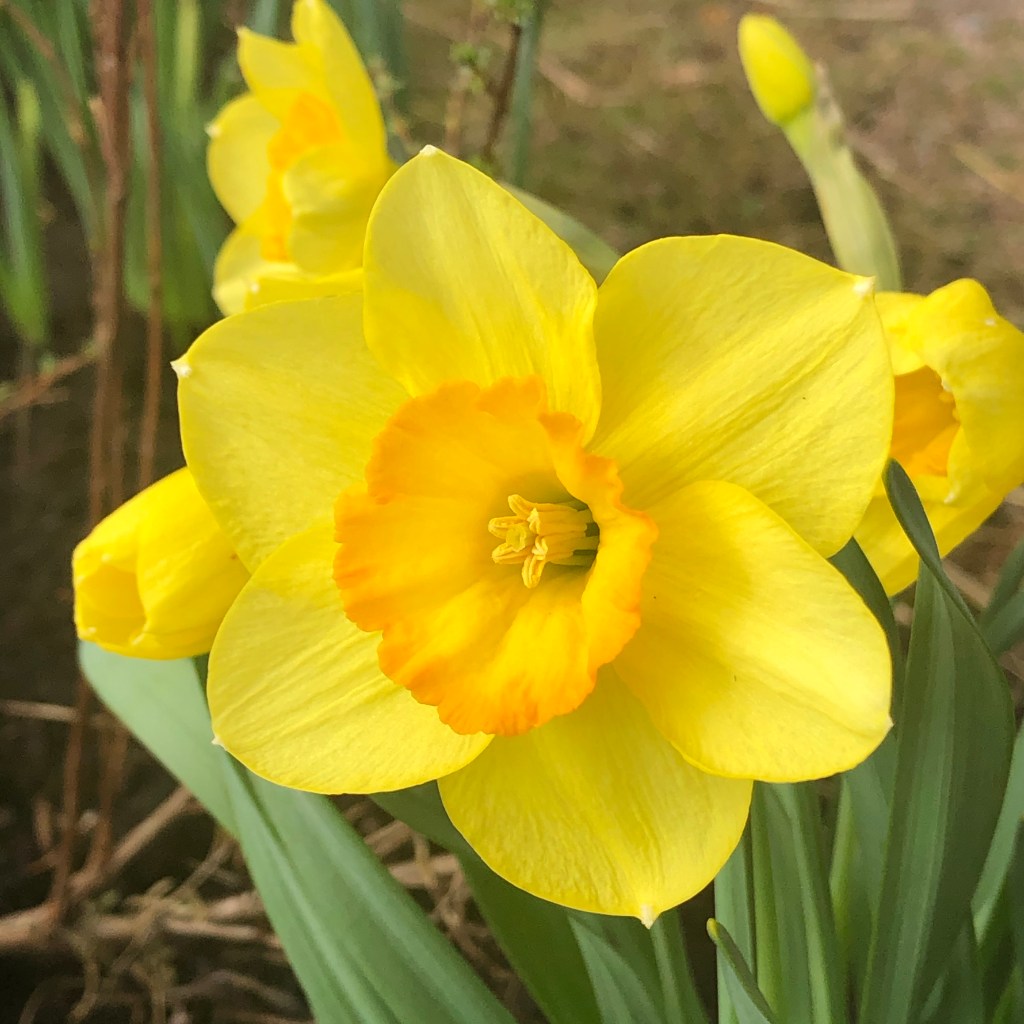 Wild Daffodil