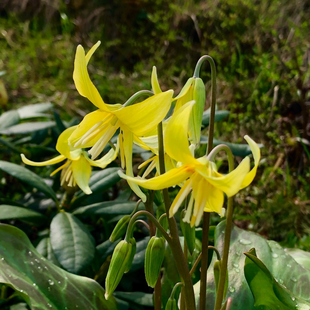 Tuolumne Dog’s Tooth&nbsp;Violet