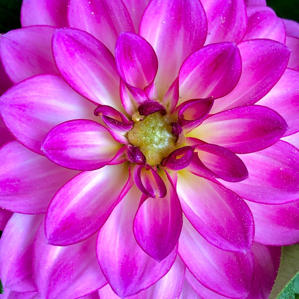 Dahlia