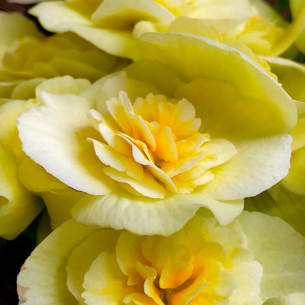 Begonia