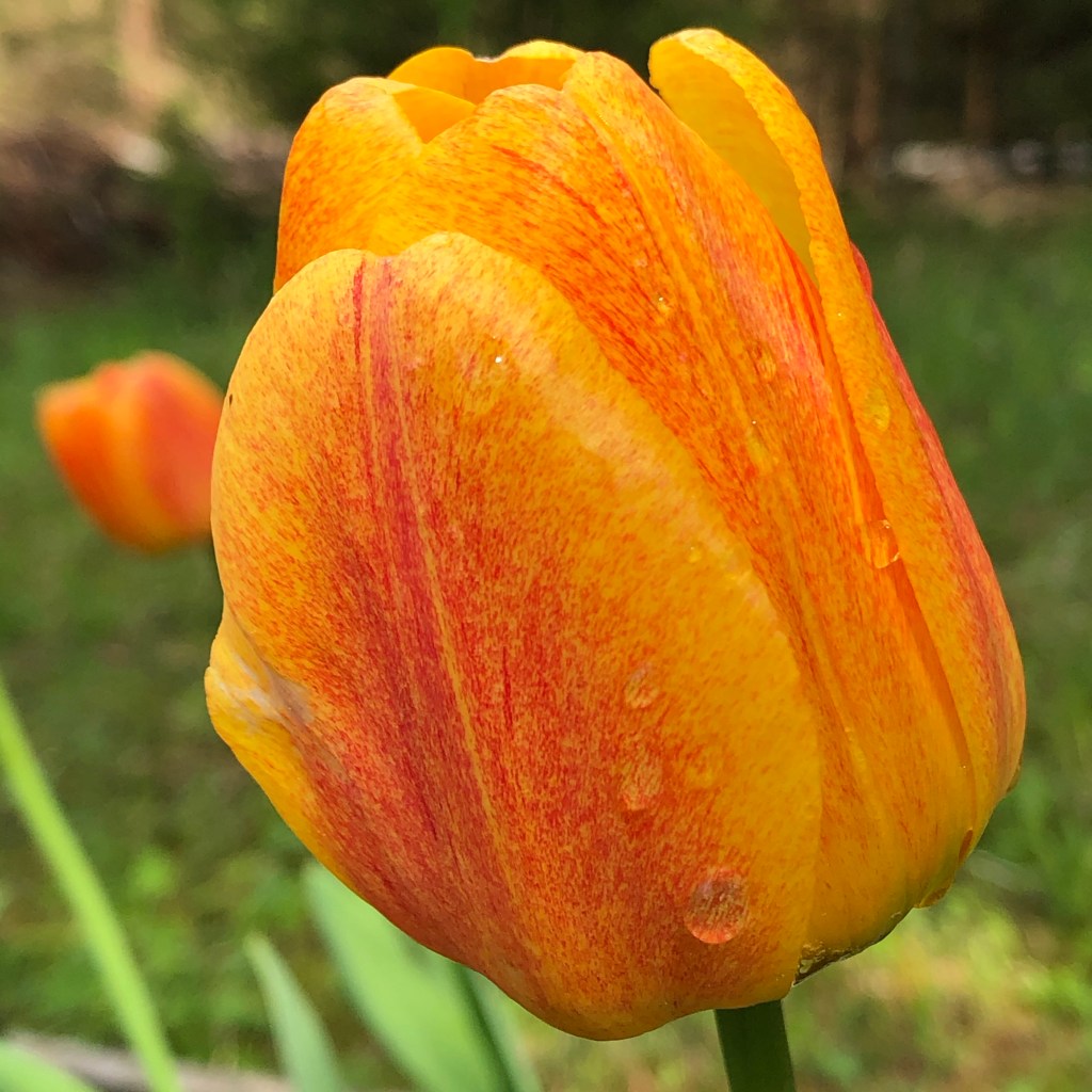 Beauty of Apeldoorn