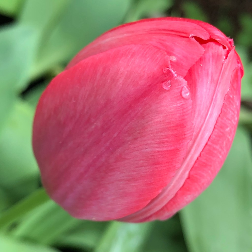 Darwin Red