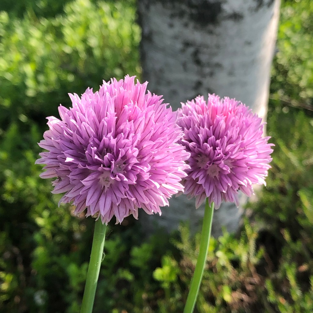 Chives