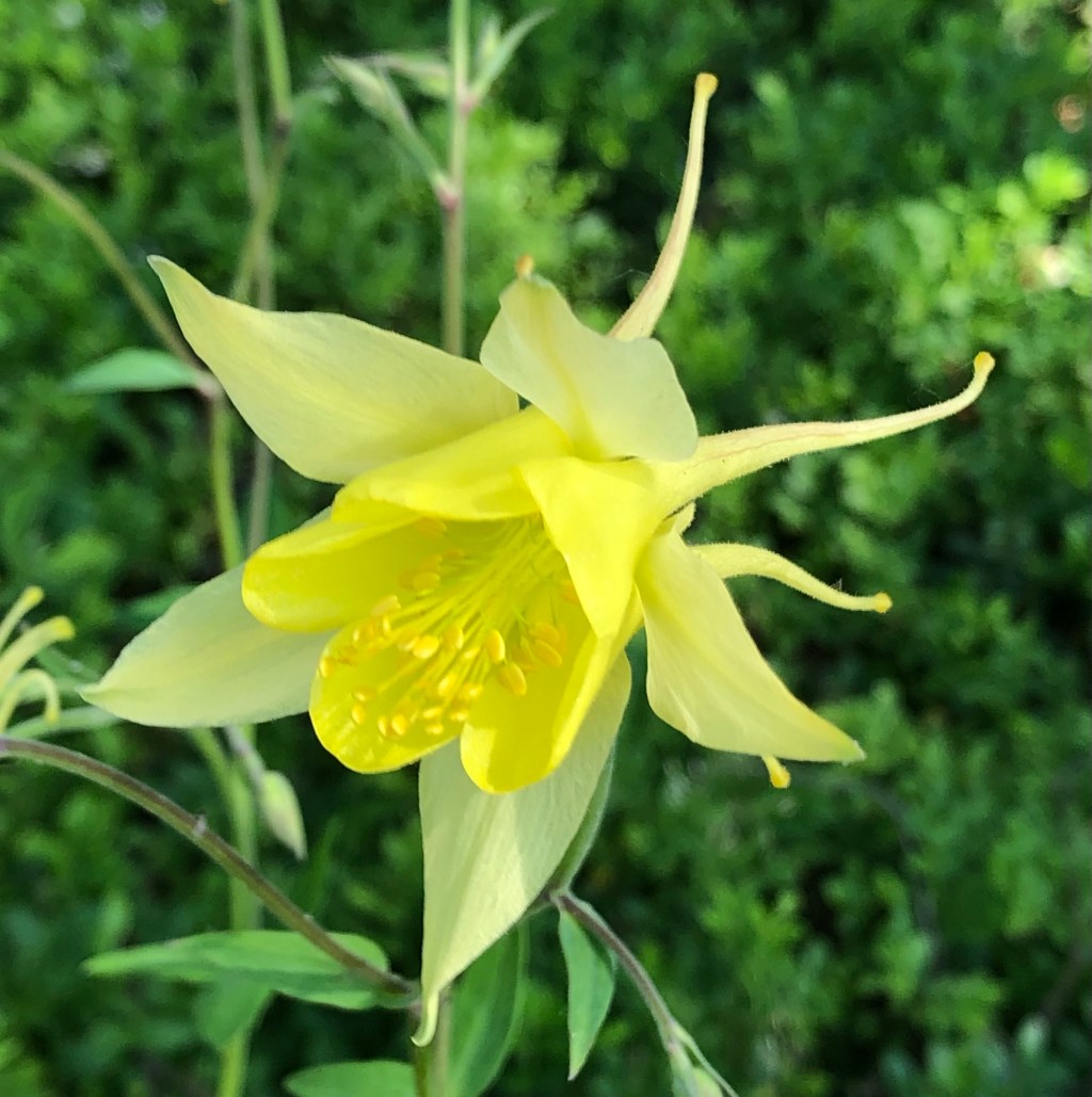 Yellow Queen