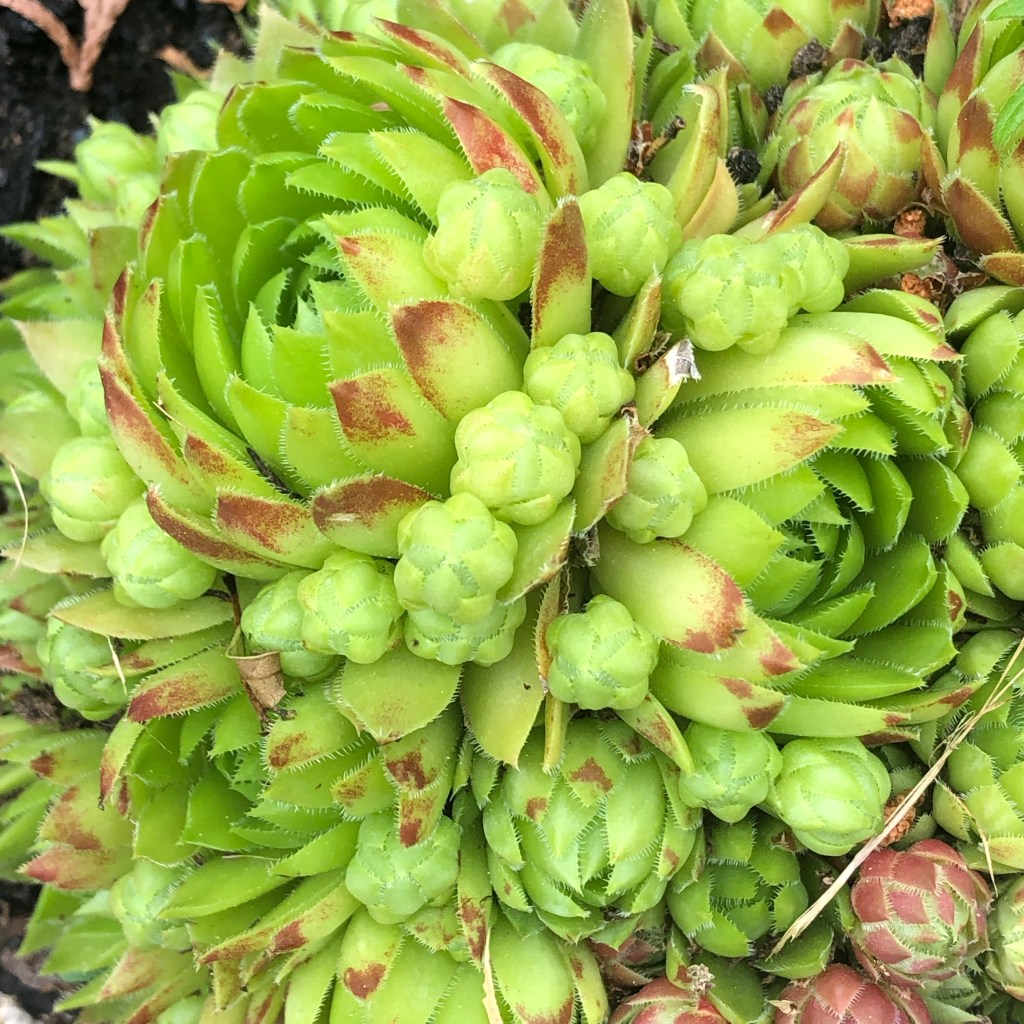 Mountain Houseleek