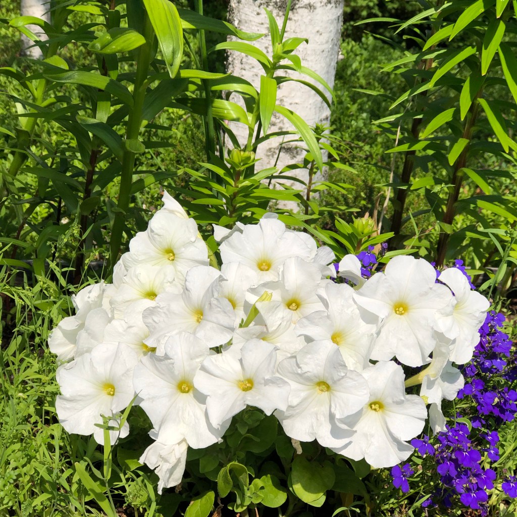 Petunia