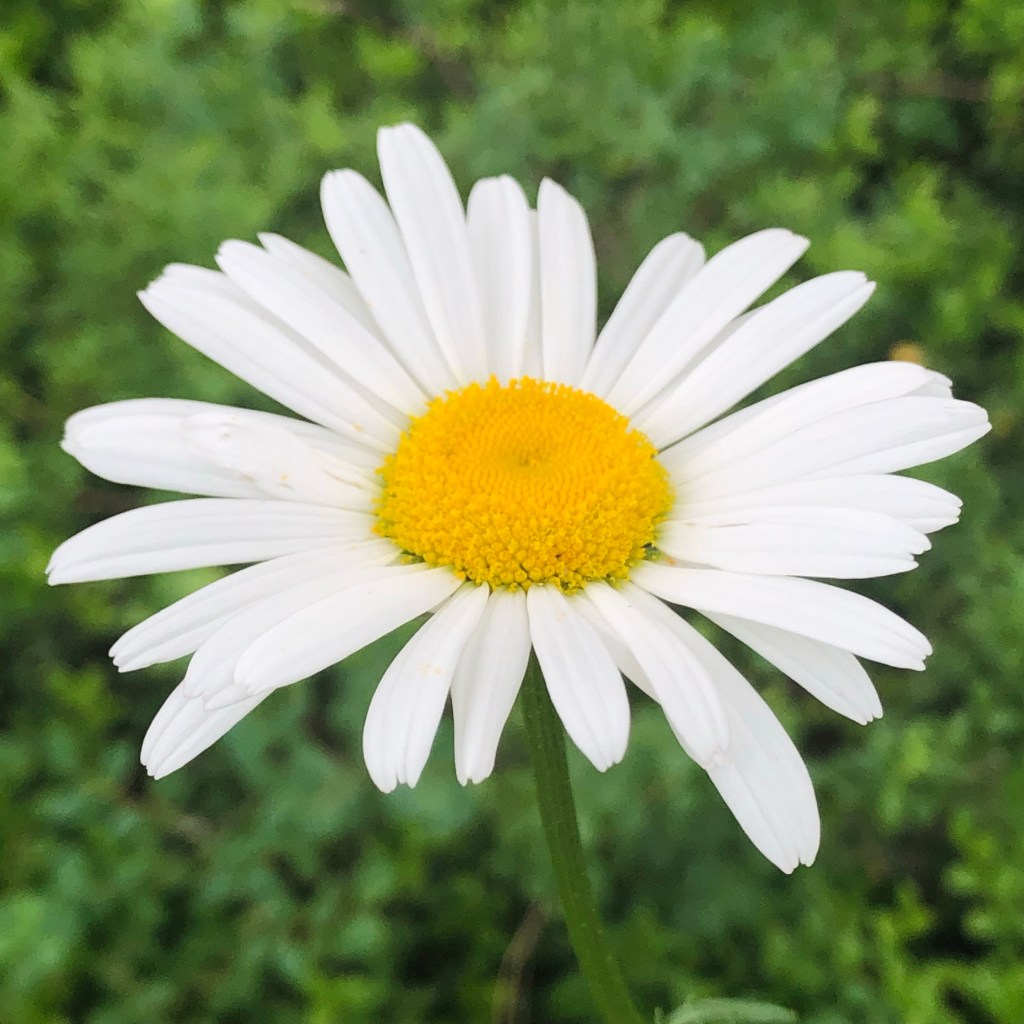 May Queen