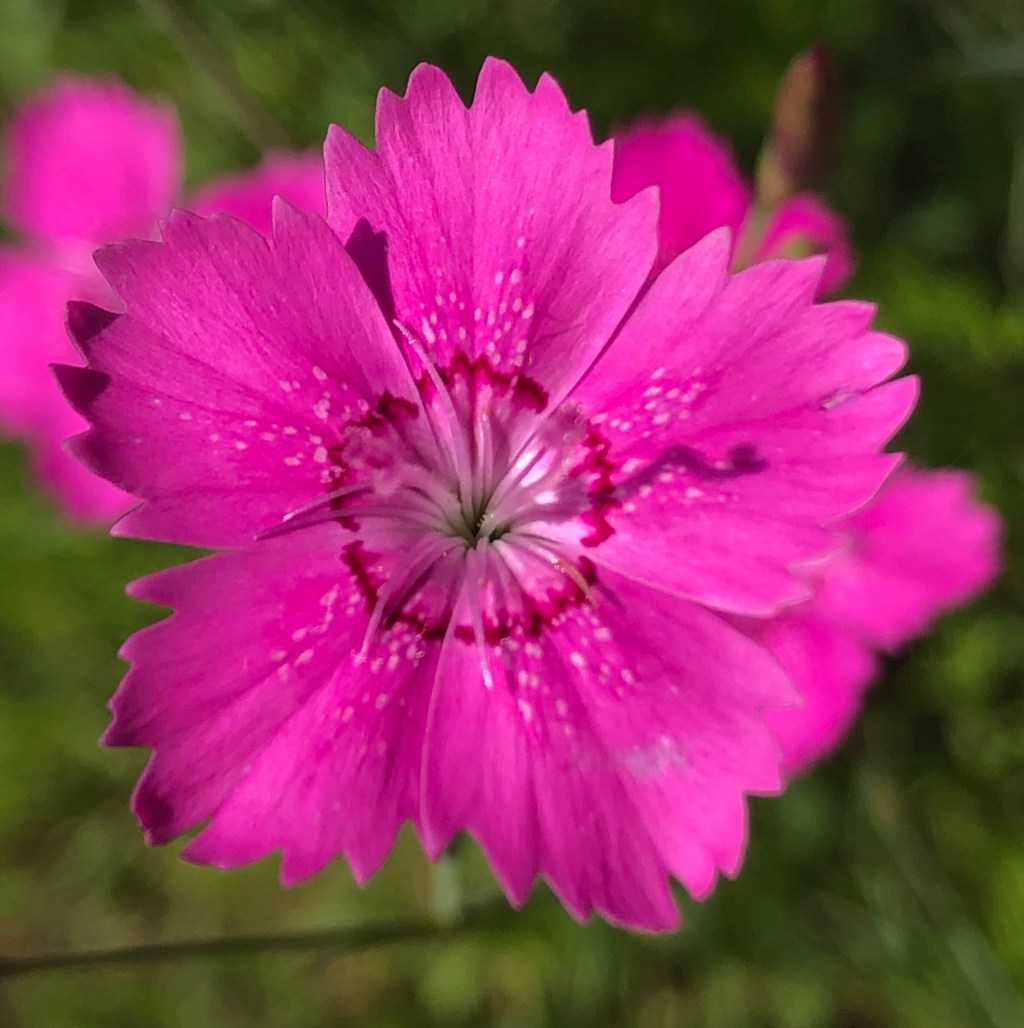 Maiden Pink