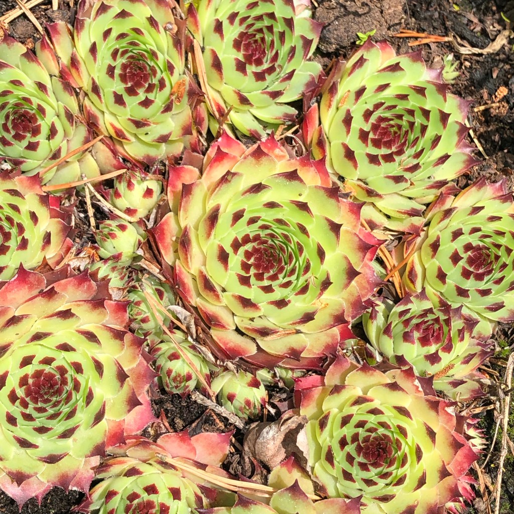 Houseleek Bicolor