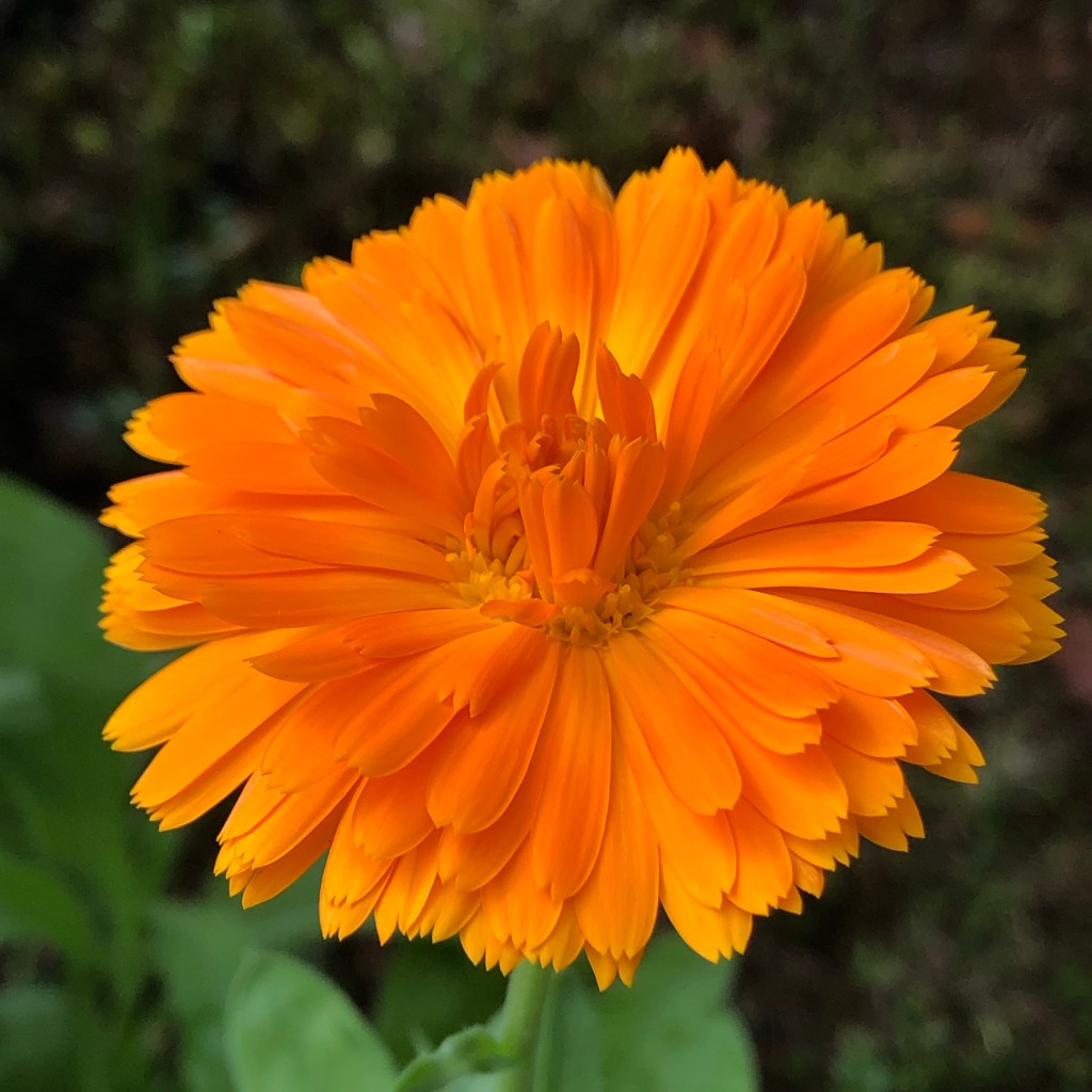 Erfurter Orangefarbige
