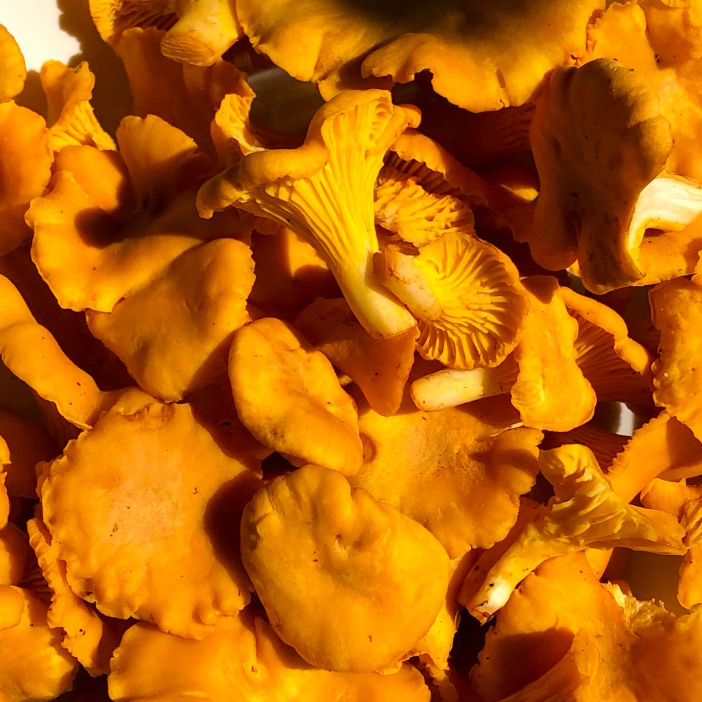 Golden Chanterelle