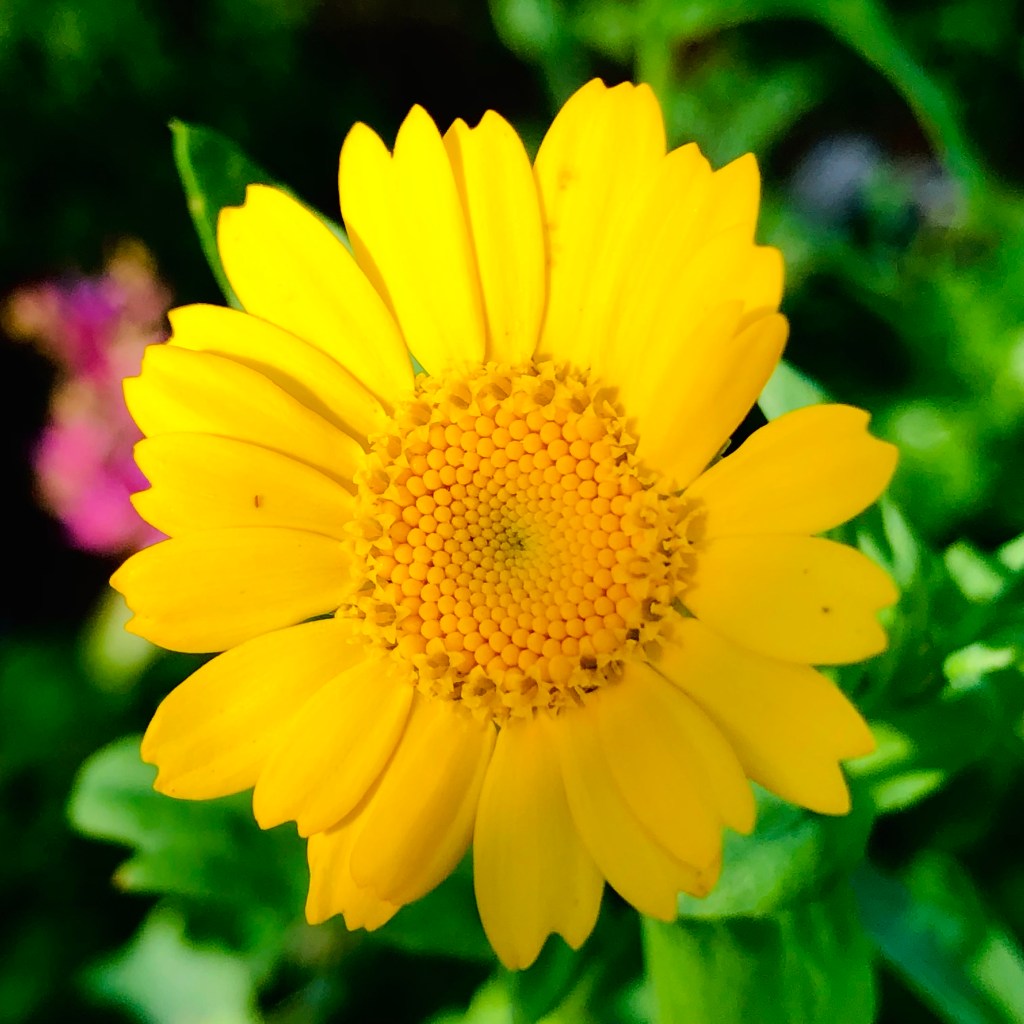 Corn Marigold