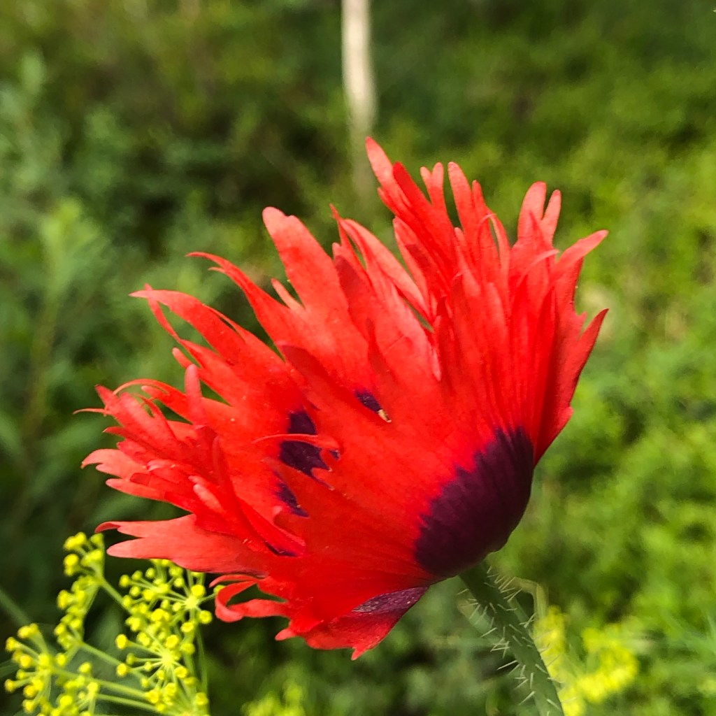 Danish Flag