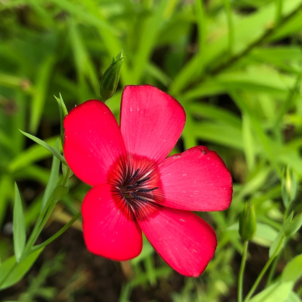 Red Flax