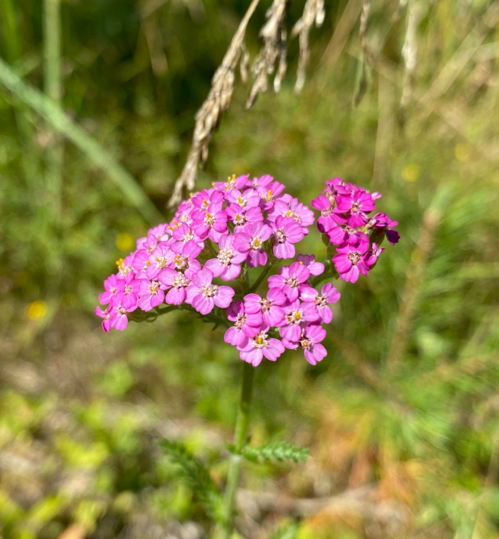 Cerise Queen
