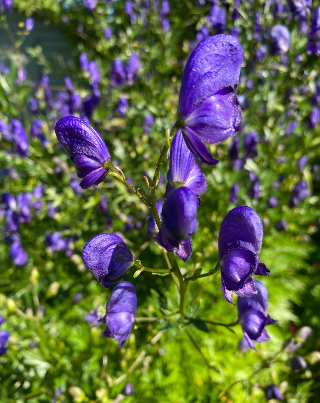 Monkshood