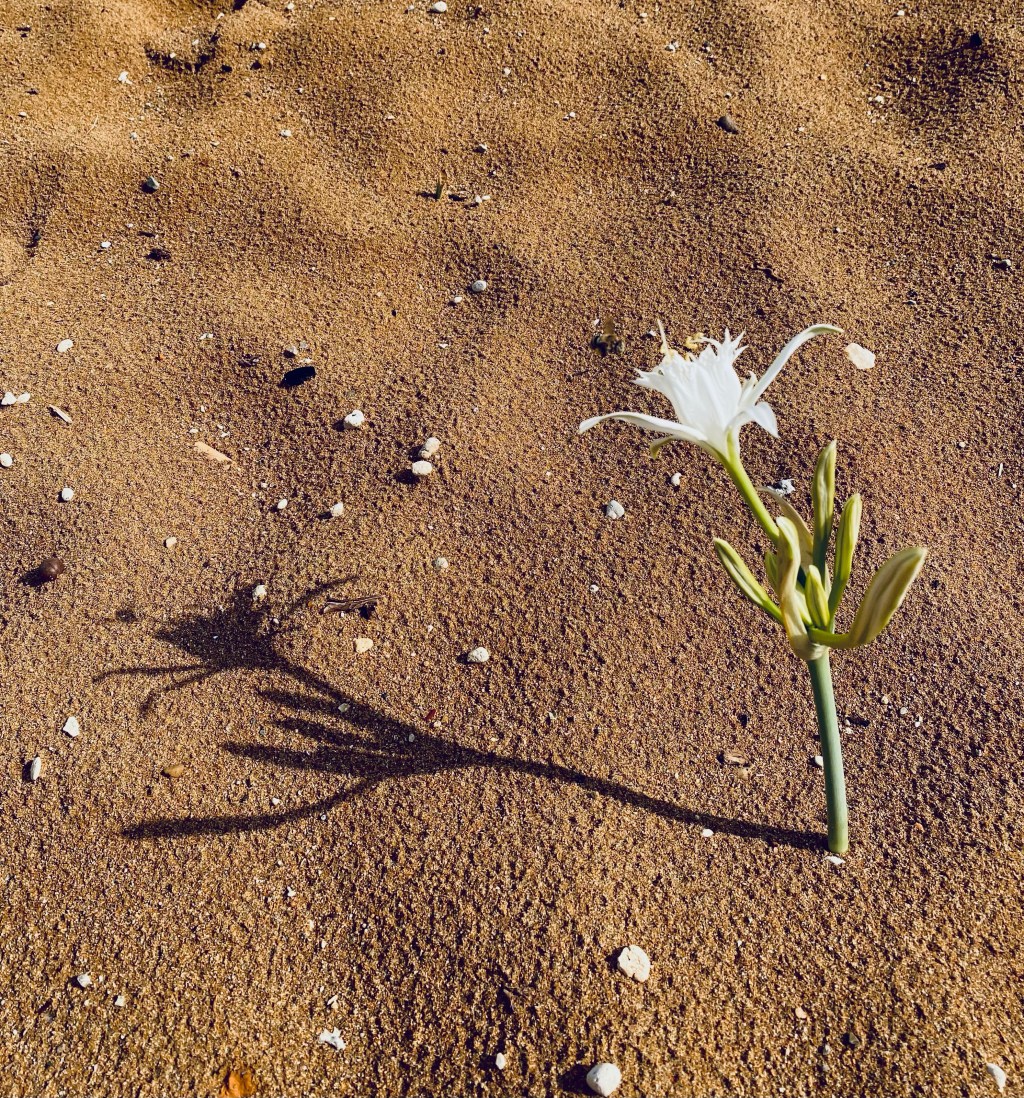 Sea Daffodil