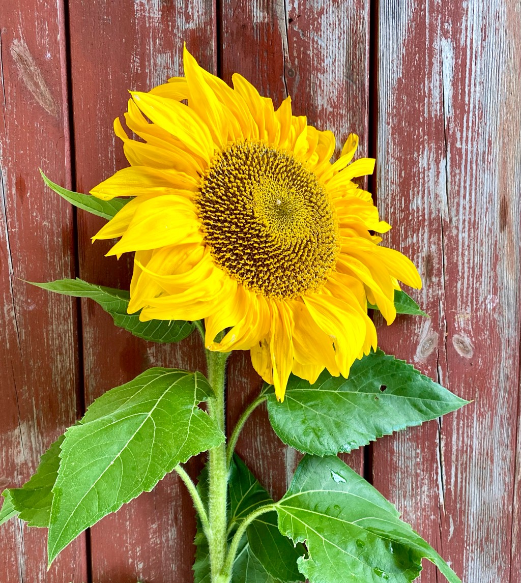 Sunspot