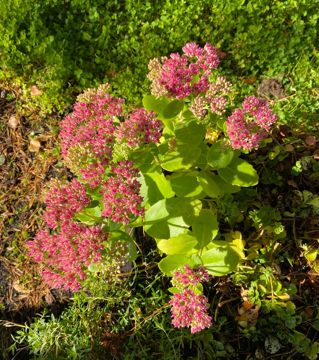 Stonecrop
