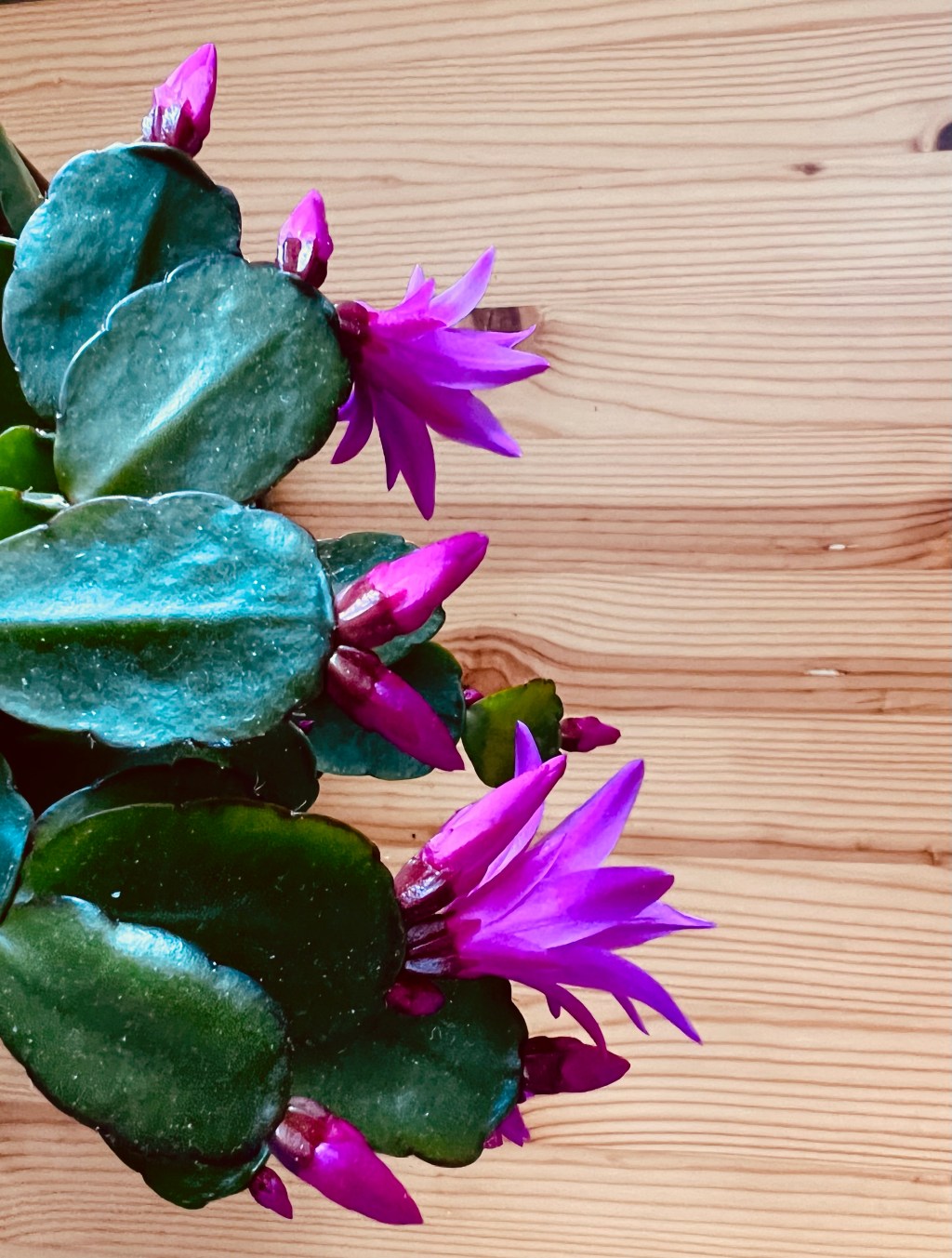 Easter Cactus